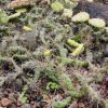 Grusonia_schottii